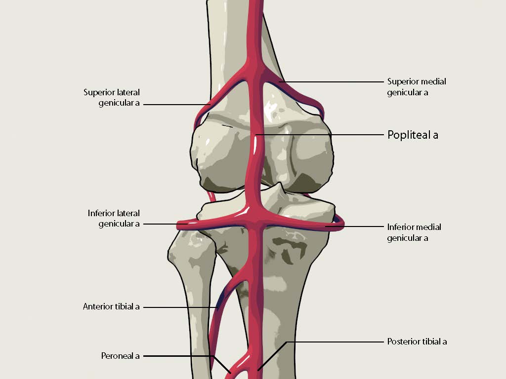 posterior tibial artery cross section